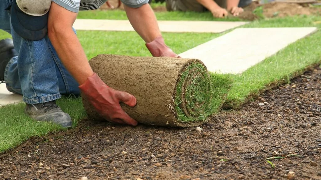 A person in gloves unrolls a sod strip onto dark soil, adjacent to newly laid grass patches. The scene conveys a sense of fresh landscaping in progress.